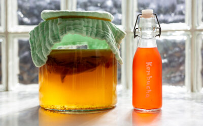 Kombucha selbst brauen